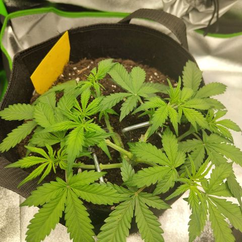 Amnesia Haze - Automatic  growlog timeline photo