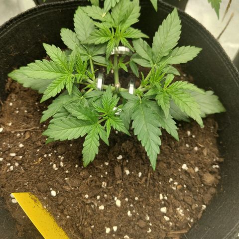 Auto Minz growlog timeline photo