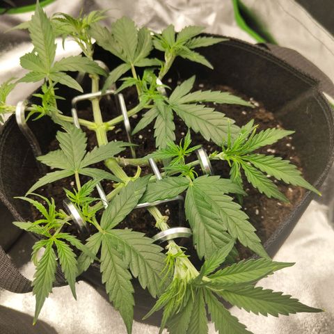 Amnesia Haze - Automatic  growlog timeline photo