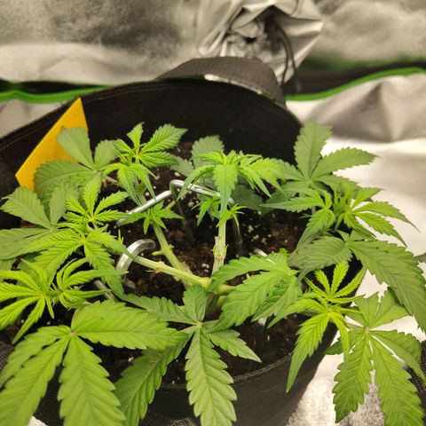 Amnesia Haze - Automatic  growlog timeline photo