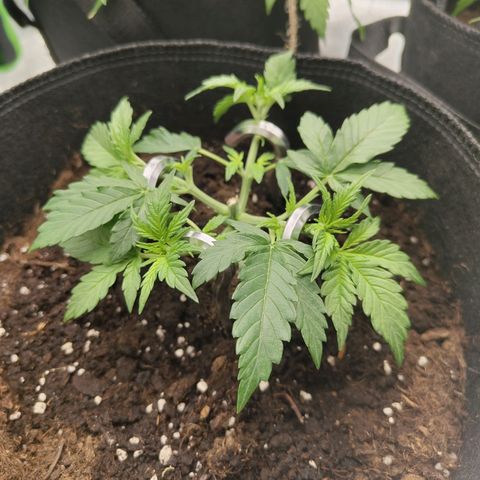 Auto Minz growlog timeline photo