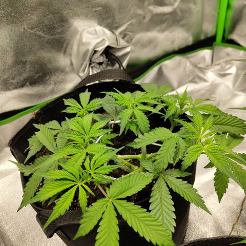 Amnesia Haze - Automatic  growlog timeline photo