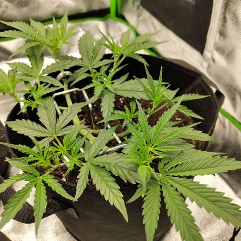 Amnesia Haze - Automatic  growlog timeline photo