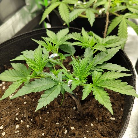 Auto Minz growlog timeline photo