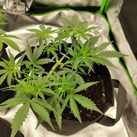 Amnesia Haze - Automatic  growlog timeline photo