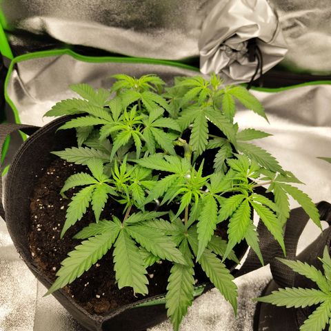 Amnesia Haze - Automatic  growlog timeline photo