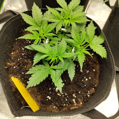Auto Minz growlog timeline photo