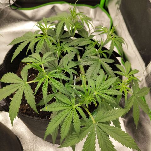 Amnesia Haze - Automatic  growlog timeline photo