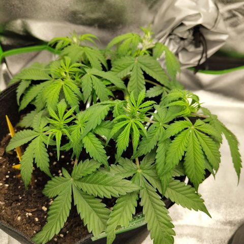 Amnesia Haze - Automatic  growlog timeline photo