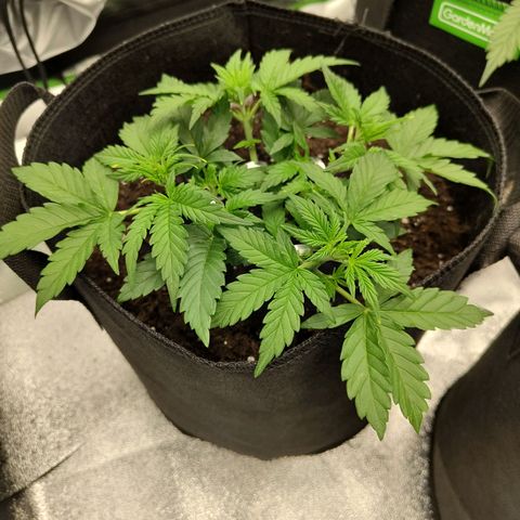 Auto Minz growlog timeline photo