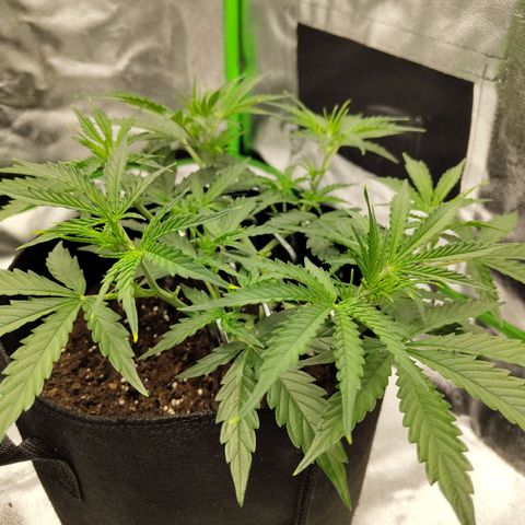 Amnesia Haze - Automatic  growlog timeline photo