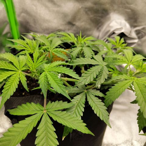 Amnesia Haze - Automatic  growlog timeline photo
