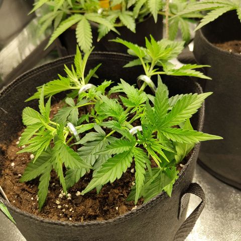 Auto Minz growlog timeline photo