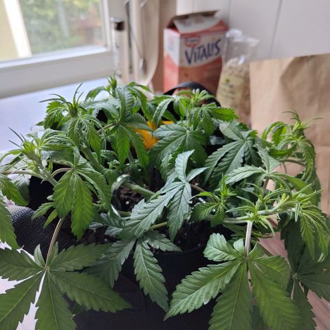 Amnesia Haze - Automatic  growlog timeline photo