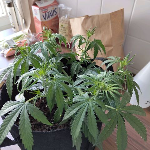 Amnesia Haze - Automatic  growlog timeline photo