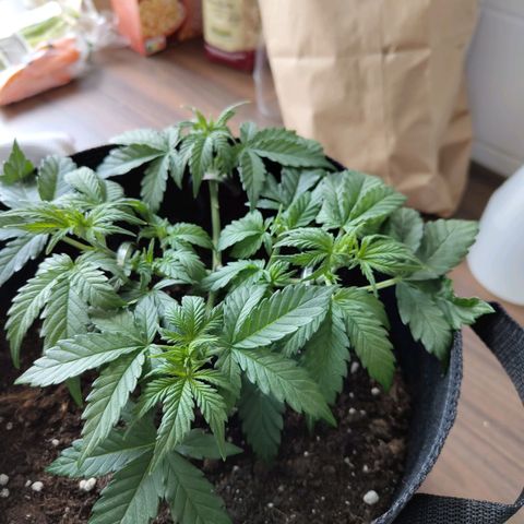 Auto Minz growlog timeline photo