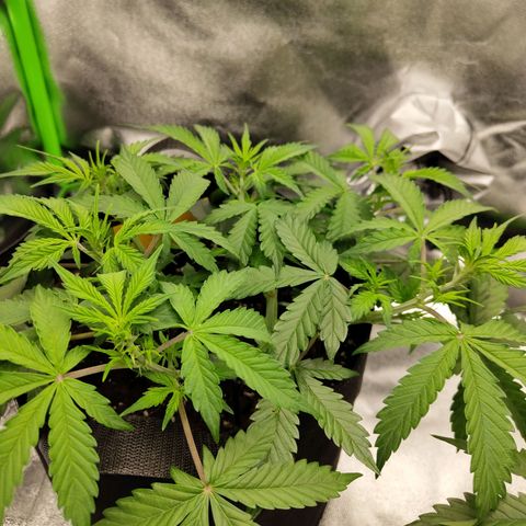 Amnesia Haze - Automatic  growlog timeline photo