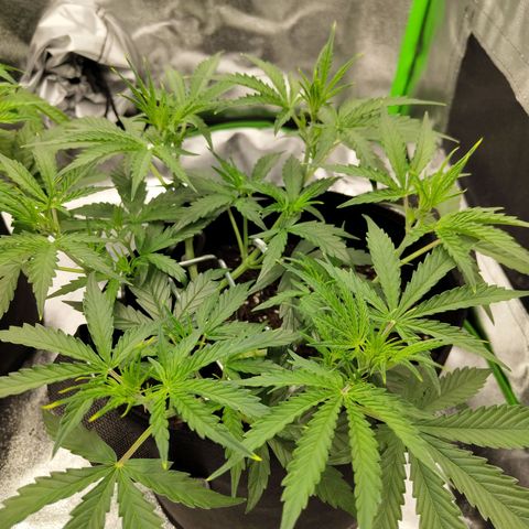 Amnesia Haze - Automatic  growlog timeline photo
