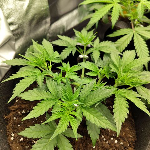 Auto Minz growlog timeline photo