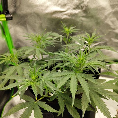 Amnesia Haze - Automatic  growlog timeline photo