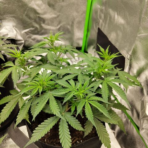 Amnesia Haze - Automatic  growlog timeline photo