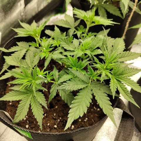 Auto Minz growlog timeline photo