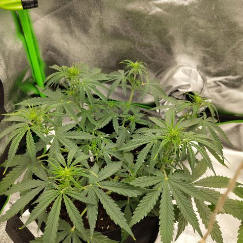 Amnesia Haze - Automatic  growlog timeline photo