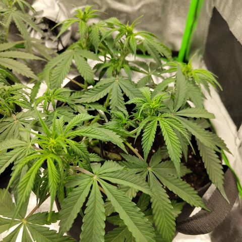 Amnesia Haze - Automatic  growlog timeline photo