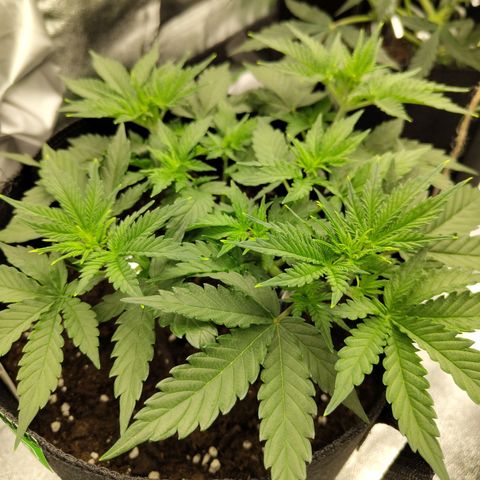 Auto Minz growlog timeline photo