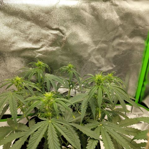 Amnesia Haze - Automatic  growlog timeline photo