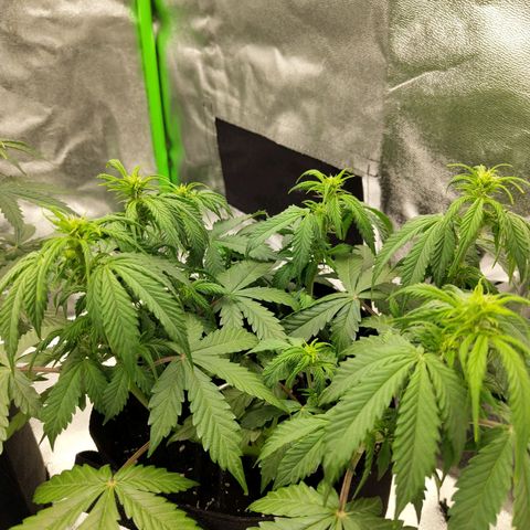 Amnesia Haze - Automatic  growlog timeline photo