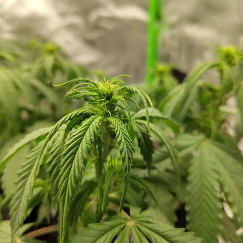 Amnesia Haze - Automatic  growlog timeline photo