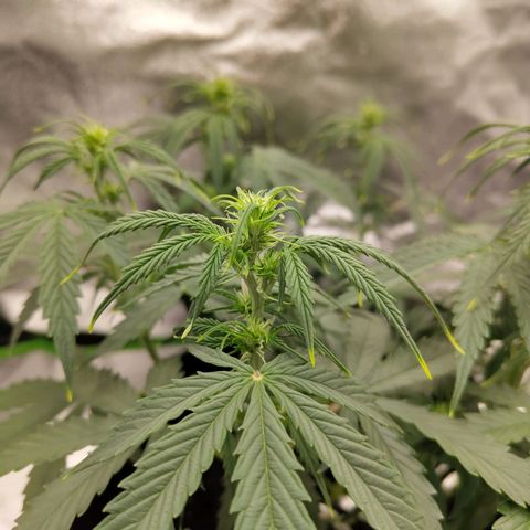 Amnesia Haze - Automatic  growlog timeline photo