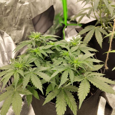 Auto Minz growlog timeline photo
