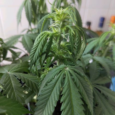Amnesia Haze - Automatic  growlog timeline photo