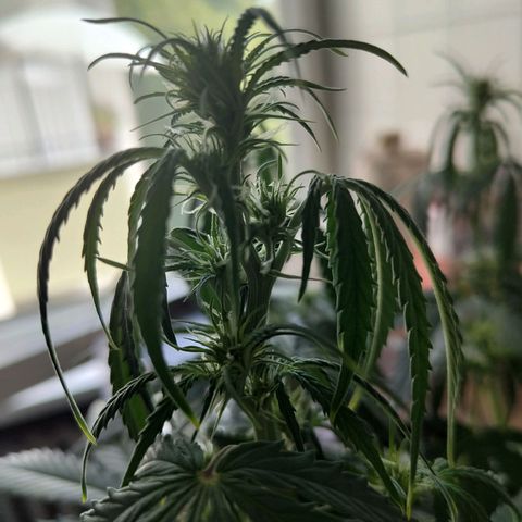 Amnesia Haze - Automatic  growlog timeline photo