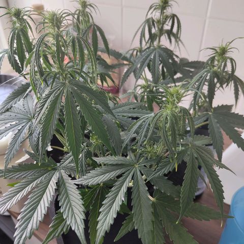 Amnesia Haze - Automatic  growlog timeline photo