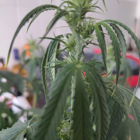 Amnesia Haze - Automatic  growlog timeline photo