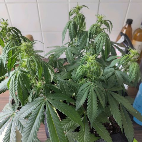 Amnesia Haze - Automatic  growlog timeline photo