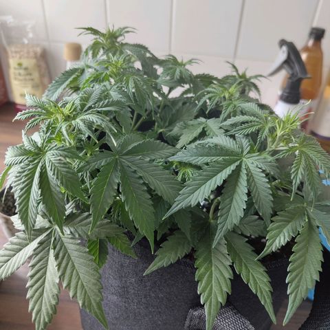 Auto Minz growlog timeline photo