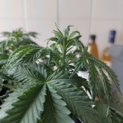 Auto Minz growlog timeline photo