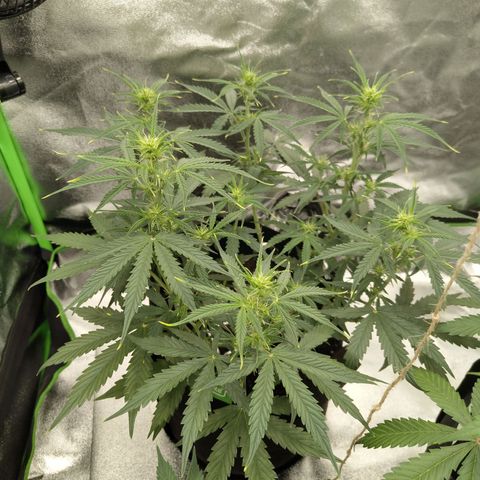 Amnesia Haze - Automatic  growlog timeline photo