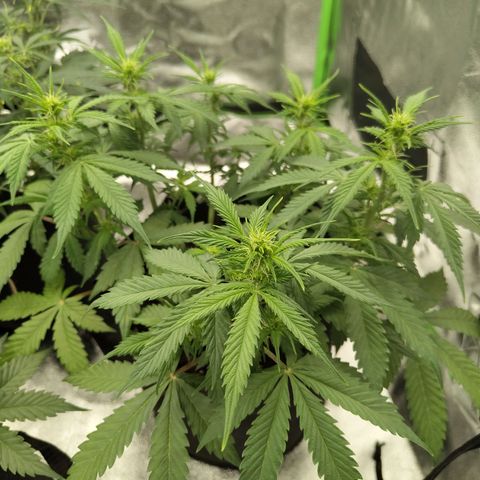 Amnesia Haze - Automatic  growlog timeline photo