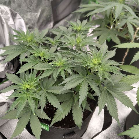 Auto Minz growlog timeline photo