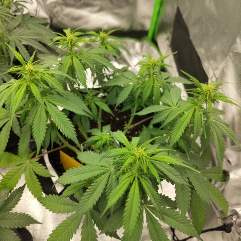 Amnesia Haze - Automatic  growlog timeline photo