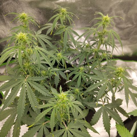 Amnesia Haze - Automatic  growlog timeline photo
