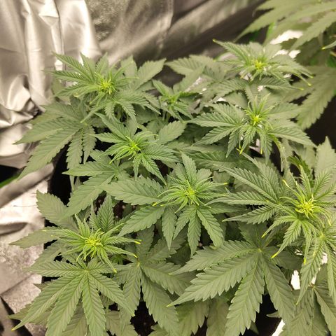 Auto Minz growlog timeline photo