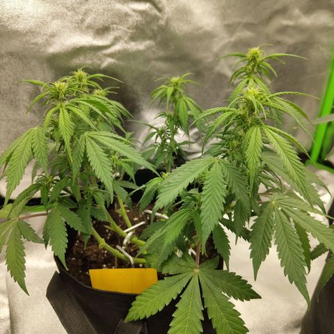 Amnesia Haze - Automatic  growlog timeline photo