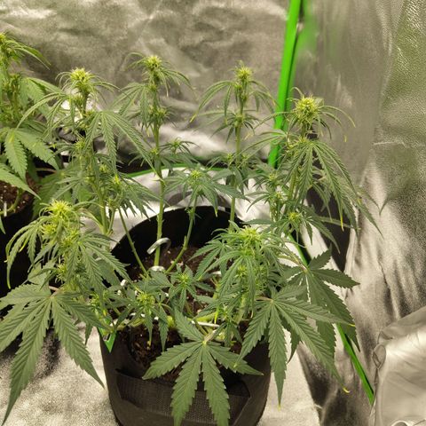 Amnesia Haze - Automatic  growlog timeline photo