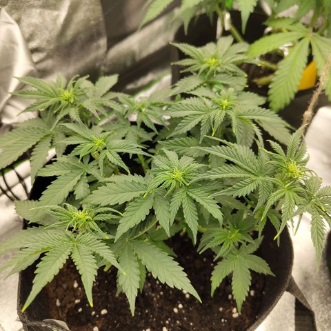 Auto Minz growlog timeline photo